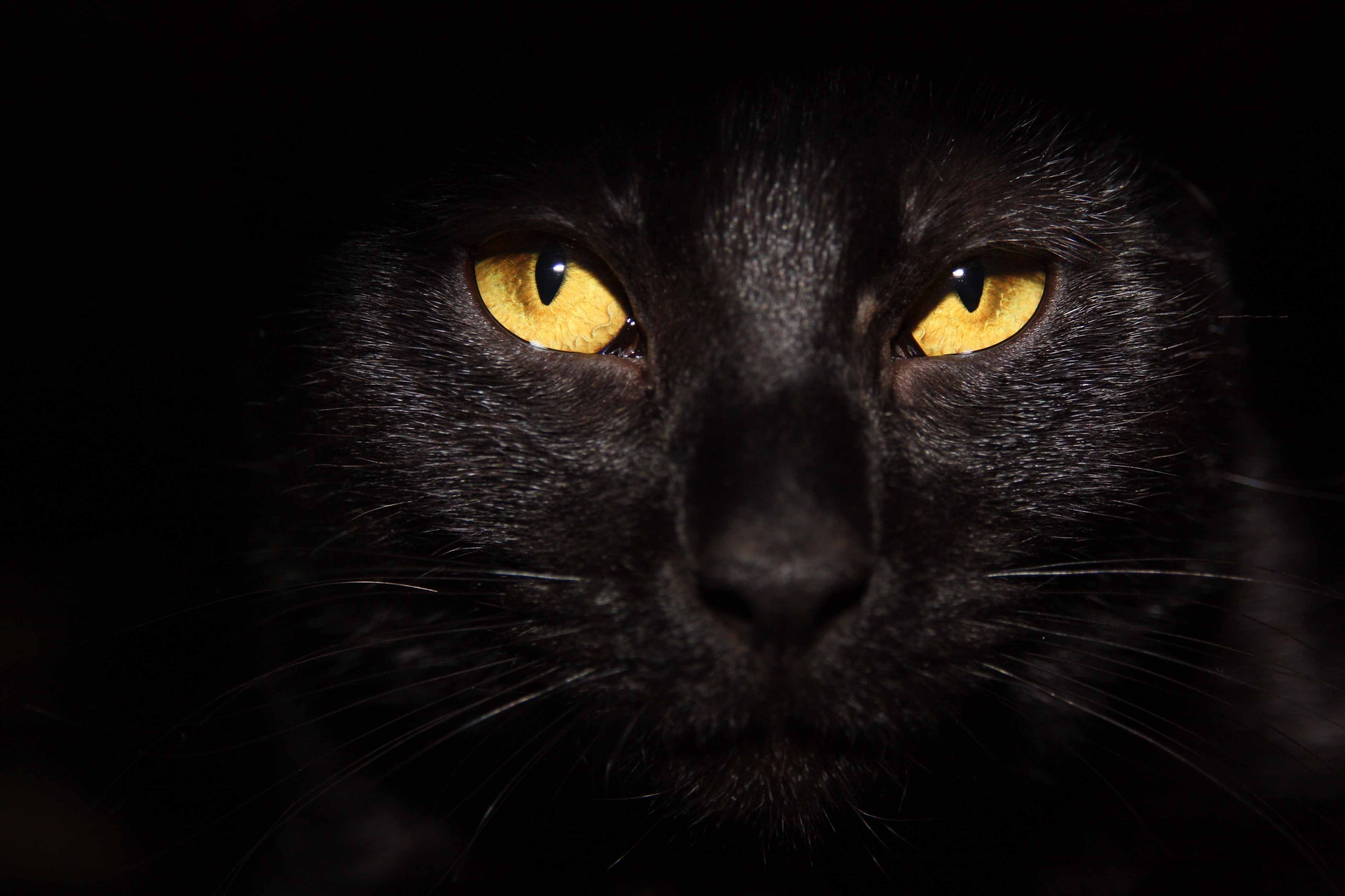 black cat